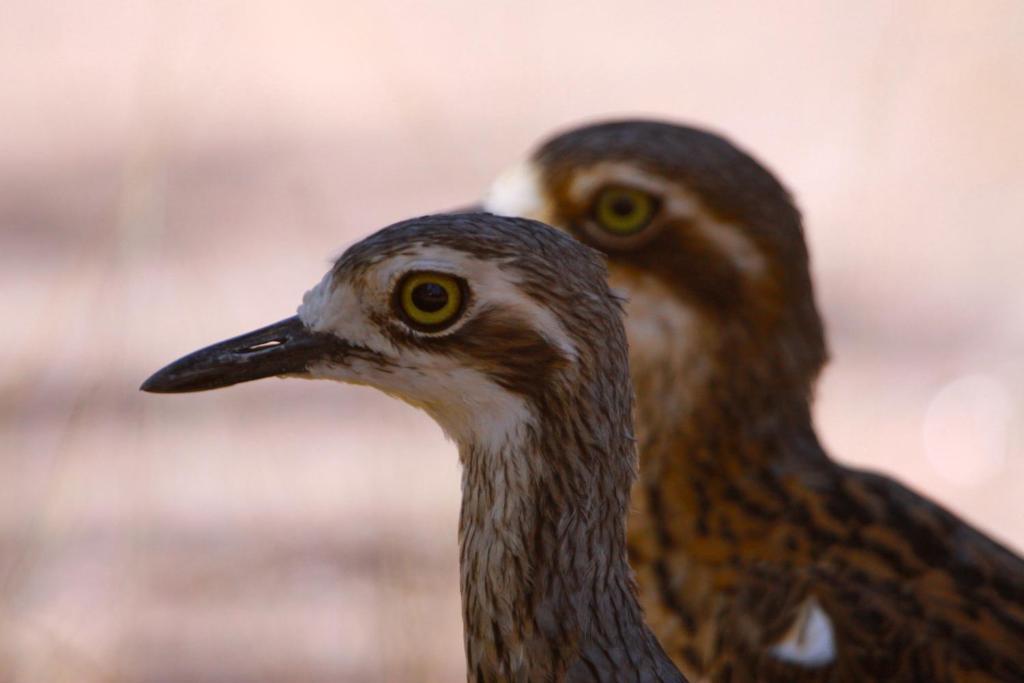 Aurora Kakadu Lodge Jabiru Eksteriør billede